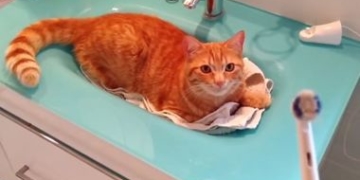 В інтернеті набирає популярності відео з котом, який користується електричною зубною щіткою (відео)