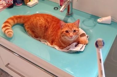 В інтернеті набирає популярності відео з котом, який користується електричною зубною щіткою (відео)