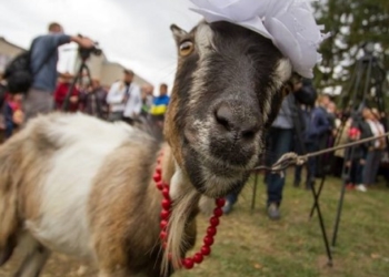 Відео про найнеординарніший фестиваль Тернопільщини цих вихідних набрало тисячі переглядів