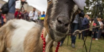 Відео про найнеординарніший фестиваль Тернопільщини цих вихідних набрало тисячі переглядів