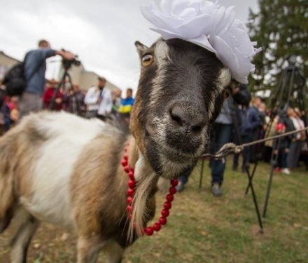 Відео про найнеординарніший фестиваль Тернопільщини цих вихідних набрало тисячі переглядів
