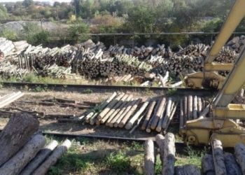 Держслужбовці на Тернопільщині розкрадали ліс