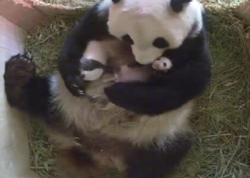 Відео, де панда няньчить своїх малюків, набирає популярності в інтернеті (відео)