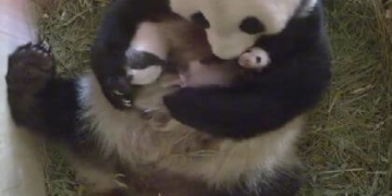 Відео, де панда няньчить своїх малюків, набирає популярності в інтернеті (відео)