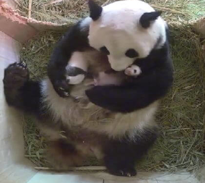 Відео, де панда няньчить своїх малюків, набирає популярності в інтернеті (відео)