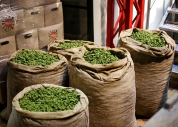 У Тернополі влаштують свято пива – сорти з різних куточків України