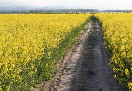 Через скроплювання рослин хімікатами з літака отруїлися мешканці Тернопільщини