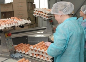 «Тернопільська птахофабрика» відкриває нову лінію