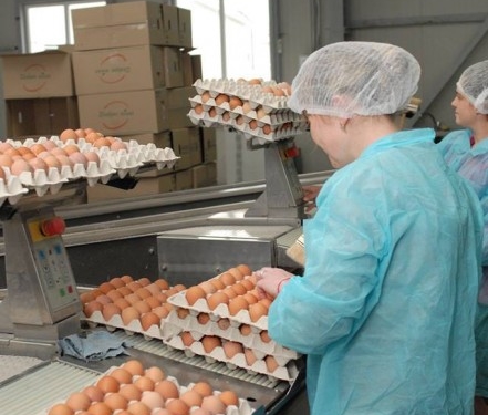 «Тернопільська птахофабрика» відкриває нову лінію