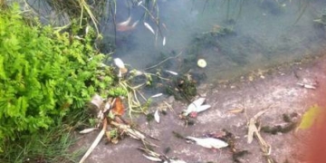 На Тернопільщині все ще з’ясовують, через кого у річці загинуло тонни риби