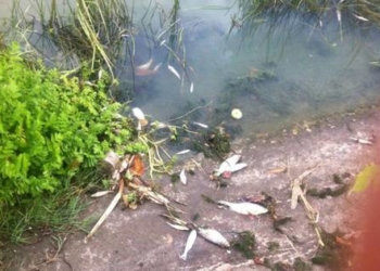 На Тернопільщині трапилося екологічне лихо