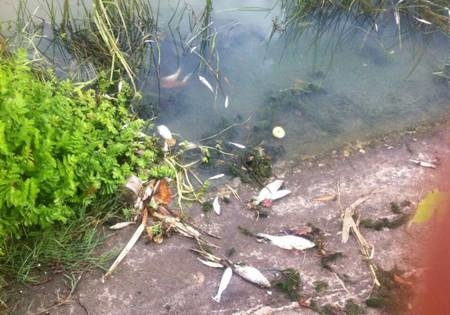 На Тернопільщині трапилося екологічне лихо