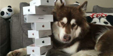 Як з дурного вчинку “мажора” сміються у всьому світі (фотофакт)