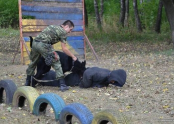 Тернопільський полісмен розповів якими насправді є службові собаки