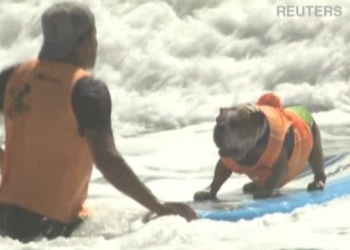 В Америці своє вміння “ловити хвилі” показували собаки (фотофакт)