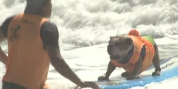 В Америці своє вміння “ловити хвилі” показували собаки (фотофакт)