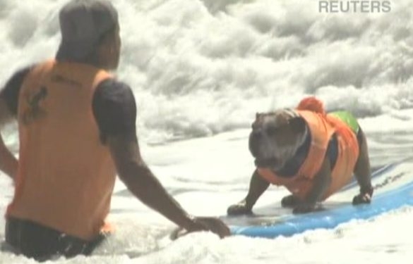 В Америці своє вміння “ловити хвилі” показували собаки (фотофакт)