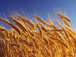 На Тернопільщині крадуть урожай з полів