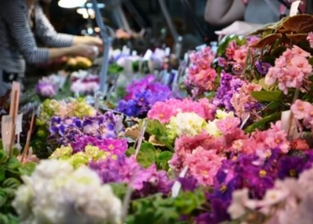 У Тернополі відбудеться виставка фіалок