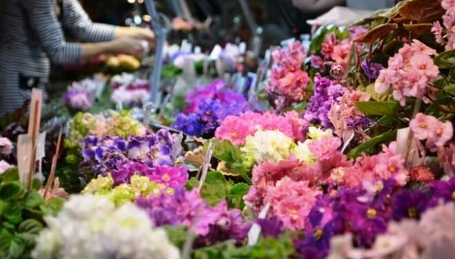 У Тернополі відбудеться виставка фіалок