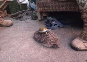 Соцмережі сміються з “грізного” їжачка (фотофакт)