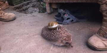 Соцмережі сміються з “грізного” їжачка (фотофакт)