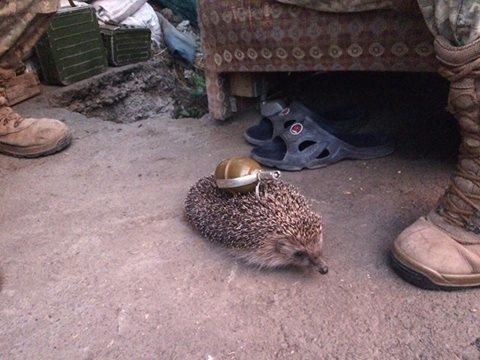 Соцмережі сміються з “грізного” їжачка (фотофакт)