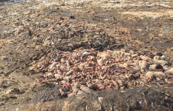 Неподалік Тернополя назріває велике екологічне лихо (відео)