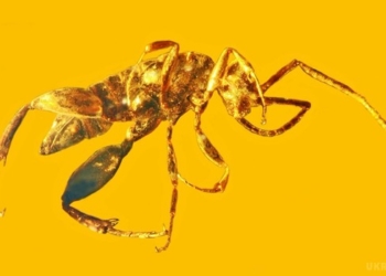 Вчені виявили вид ос без крил, що жили на Землі 100 мільйонів років тому