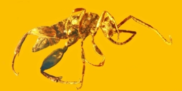 Вчені виявили вид ос без крил, що жили на Землі 100 мільйонів років тому