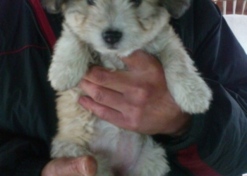 Топ-10 неймовірних цуценят, які у Тернополі терміново потрібна домівка