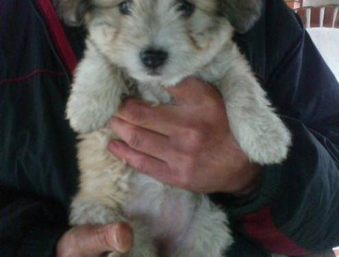 Топ-10 неймовірних цуценят, які у Тернополі терміново потрібна домівка