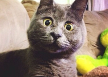 Фото здивованого кота “зірвали” мережі (фото)