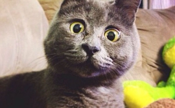 Фото здивованого кота “зірвали” мережі (фото)