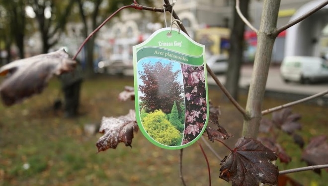 Більше півсотні екзотичних дерев з’явилися у парку Шевченка у Тернополі (фото)