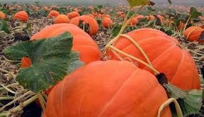 Фермер виростив гарбуза вагою 1190 кілограмів (відео)