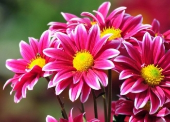 Тернополянам відкриють секрет хризантем