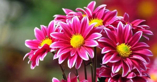 Тернополянам відкриють секрет хризантем