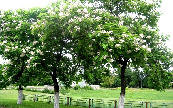 Весною Тернопіль буде заквітчаний екзотичними цвітом