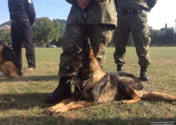 Кінолог з Тернопільщини разом з підопічною Еммою переміг полісменів з усієї України (фото)