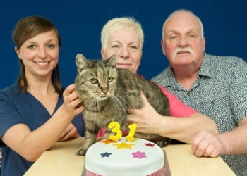 Найстарішому коту планети – 31 рік!