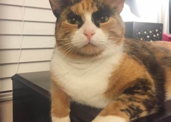 Кіт з незвичними бровами веселить соцмережі (фотофакт)