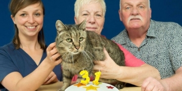 Найстарішому коту планети – 31 рік!