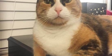 Кіт з незвичними бровами веселить соцмережі (фотофакт)