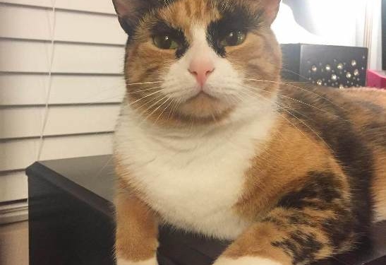 Кіт з незвичними бровами веселить соцмережі (фотофакт)