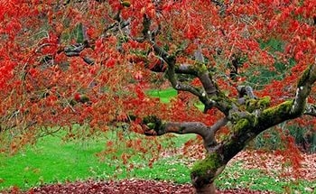 У Тернополі висадять екзотичні дерева – просять долучитися до акції