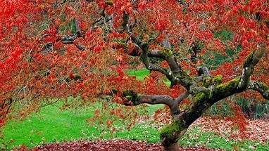 У Тернополі висадять екзотичні дерева – просять долучитися до акції