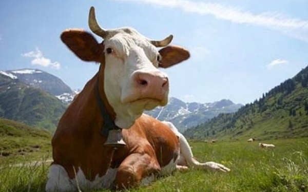 Дивний та смішний випадок трапився у Пакистані: там з даху знімали … корову (відео)