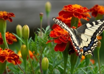 Про дивовижну сильну жінку з Тернопільщини, яка не зламалася в котлі сталінської машини