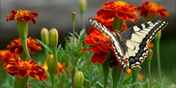 Про дивовижну сильну жінку з Тернопільщини, яка не зламалася в котлі сталінської машини